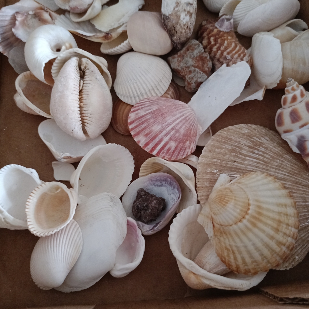 Assorted Seashell Collection - Picture 4 of 6